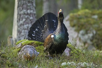 Western capercaillie (Tetrao urogallus) female and male displaying in coniferous forest in spring