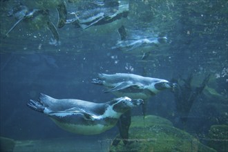 Dresden Zoo, Humboldt Penguins