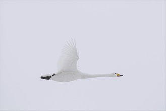 Whooper swan (Cygnus cygnus) in flight in winter