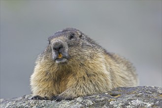 Alpine marmot (Marmota marmota) resting on rock in the Alpine mountains, Hohe Tauern National Park,