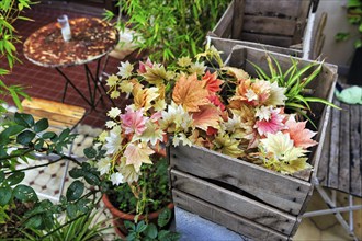 Autumn coloured leaves, flower pots on a terrace, Gracia district, Barcelona, Spain, Europe