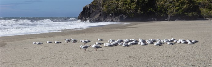 Maori black-billed gull (Chroicocephalus bulleri), Ship Creek, Beach, New Zealand, Oceania