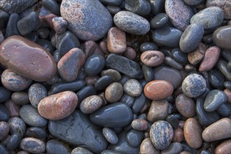 Close up of wet colourful pebbles on shingle beach at low tide