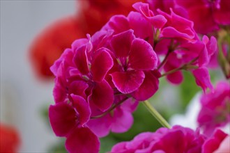 Geranium blossom, Pelargonium, Rhineland-Palatinate, Germany, Europe