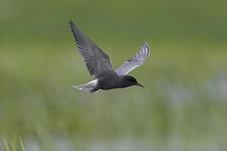 Black tern (Chlidonias niger) flying in breeding plumage over wetland in spring