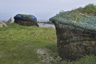 Pile of harvested seaweed, drying to gain soda for the production of iodine, Menez Ham, Brittany,