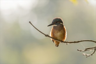 Kingfisher (Alcedo atthis) fishing, perched on a branch. France