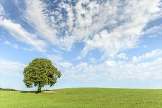 Lone tree on a hill in the French countryside. Jura, Lons-le-Saunier, Burgundy-Franche-Comte,