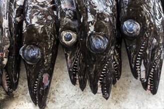 Black scabbardfish (Aphanopus carbo), fish market, Mercado dos Lavradores market hall, Funchal,