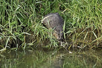 Eurasian beaver, european beaver (Castor fiber), on the river bank entering the water, Freiamt,