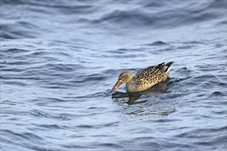 Northern shoveler (Spatula clypeata) (Syn.: Anas clypeata), female swimming on Lake Zug,