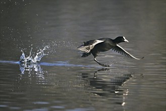 Common coot (Fulica atra), takes off running from the water, Switzerland, Europe