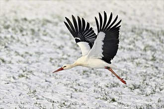 White stork (ciconia ciconia), taking off from a snow-covered meadow, Switzerland, Europe