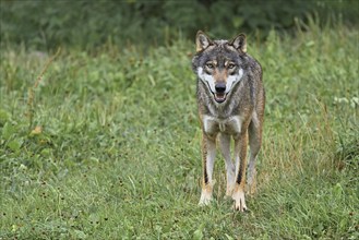 European gray wolf (Canis lupus lupus), standing on a meadow, captive, Switzerland, Europe