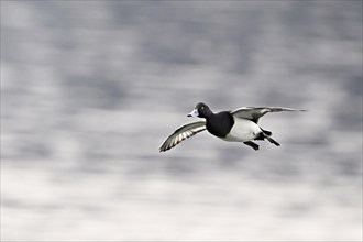 Tufted duck (Aythya fuligula), male in flight, Switzerland, Europe