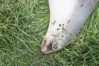 Pinniped (Pinnipedia), sleeping, Otago Peninsula, New Zealand, Oceania