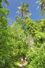 Parque Nacional Cahuita, Limon, Caribbean, Costa Rica, Central America