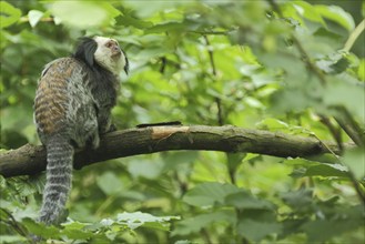 White-faced (Callitrichidae) marmoset (Callithrix geoffroy), white-faced marmoset, Geoffroy's brush