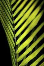 Palm leaf in sunlight, plant, palm, detail, structure, texture, flora, light, play of light,