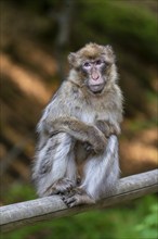 Barbary macaque (Macaca sylvanus), Occurrence in Morocco, captive, Rhineland-Palatinate, Germany,