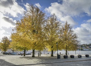 Trees in autumn leaves, Norra Riddarholmshamnen, Riddarholmen island, Gamla Stan old town,