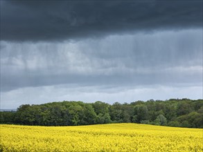 Cultural landscape, flowering rape field and rain shower, dark clouds, Saxony-Anhalt, Germany,