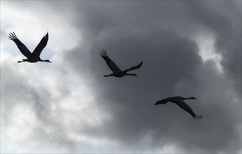 Flying cranes (Grus grus) silhouetted against cloudy sky, Rügen, Mecklenburg-Western Pomerania,