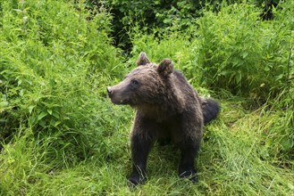 Adult European brown bear (Ursus arctos arctos), Transylvania, Carpathians, Romania, Europe