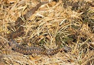 Wild common european viper (Vipera berus), brown adult, female, crawls well camouflaged in the sun