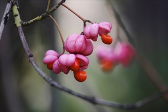 European spindle (Euonymus europaeus), October, Germany, Europe