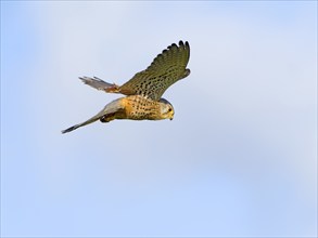 Kestrel, female Common Kestrel (Falco tinnunculus) in flight, shaking, looking for prey, Texel