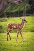 Young roe deer calf in the forest, Black Forest, Enzklösterle, Germany, Europe