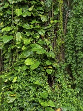 Lush tropical vegetation with climbing plants, Sri Lanka, Asia