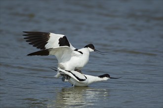 Pied avocet (Recurvirostra avosetta) two adult birds mating in a shallow lagoon, Suffolk, England,