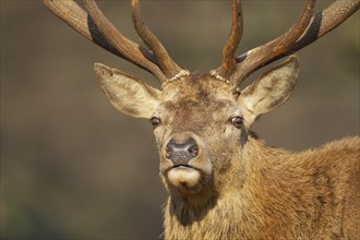 Red deer (Cervus elaphus) adult male stag animal portrait, Surrey, England, United Kingdom, Europe