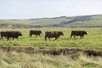 Cattle on a pasture near Cuckmere Haven, Seven Sisters, East Sussex, England, Great Britain