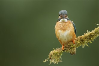 Common kingfisher (Alcedo atthis) adult bird on a moss covered tree branch, Norfolk, England,