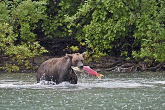 Brown bear (Ursus arctos) standing in the water with a freshly caught salmon in its mouth, Lake