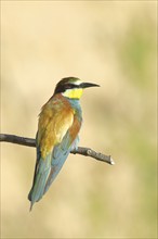 Bee-eater (Merops apiaster) sitting on a branch, dorsal view, Rhineland-Palatinate, Germany, Europe