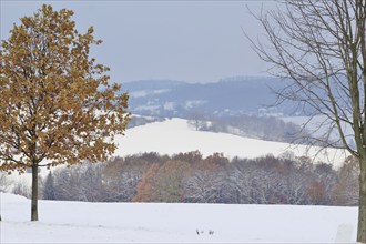 Winter landscape, Saxony, Upper Lusatia, Germany, Europe