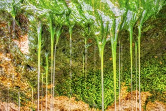 Vegetation, Hahei Beach, Neuseeland