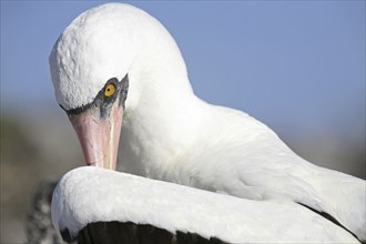 Nazca booby (Sula granti), Masked booby preening feathers, Espanola island, Galápagos Islands,