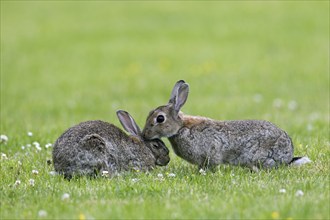 European rabbits (Oryctolagus cuniculus), common rabbit greeting and sniffing each other in field