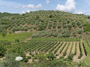 Mediterranean agriculture in the mountainous landscape on the western foothills of the Tomorr