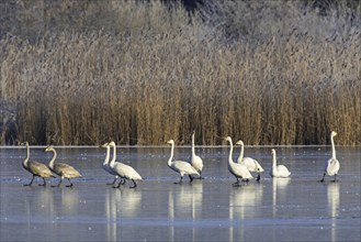 Whooper swans (Cygnus cygnus) adults with juveniles standing on ice of frozen pond in winter