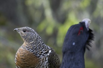 Close up of Western capercaillie (Tetrao urogallus) hen and cock in coniferous forest in spring