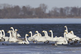 Whooper Swans (Cygnus cygnus) flock swimming among ducks in lake in winter