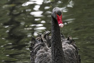 Black swan (Cygnus atratus) (Anas atrata) swimming in pond, large waterbird native to Australia