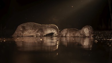 European otter (Lutra lutra) hunting at night in the water, pair, mating, rutting, foraging, haze,