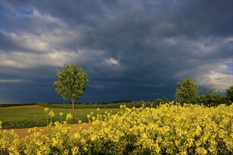 Field near Liebenau